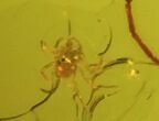 Fossil Fungus Gnat In Baltic Amber #45163-2